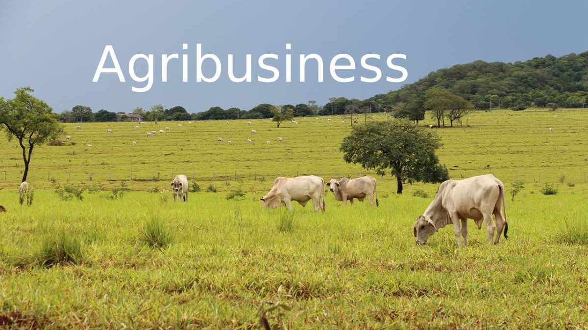 What Is Agribusiness? – Types And More