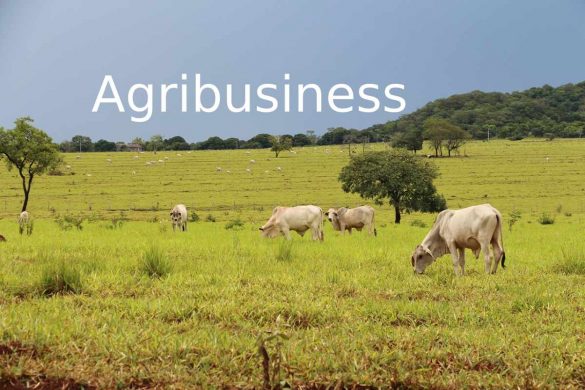 Agribusiness