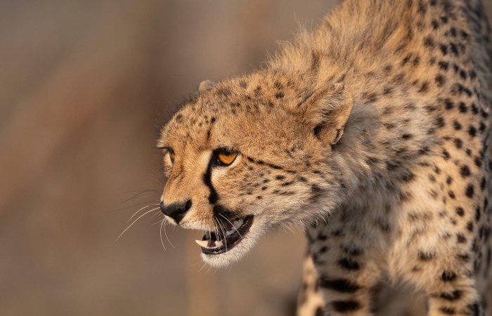 Physical Characteristics and Habitat of Cheetahs