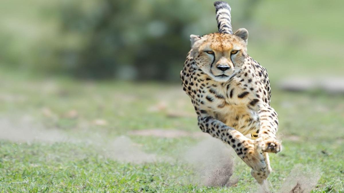 Rajkotupdates.News:Cheetah-Magnificent-But-Fragile-Experts-List-Concerns-For-Cheetahs