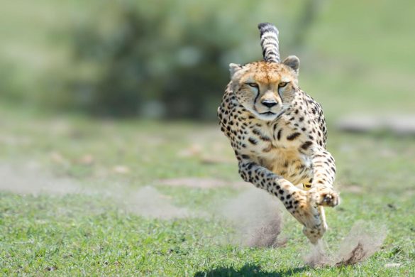 Rajkotupdates.News_Cheetah-Magnificent-But-Fragile-Experts-List-Concerns-For-Cheetahs