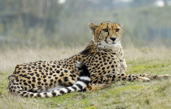 The Cheetah_ Magnificent but Fragile
