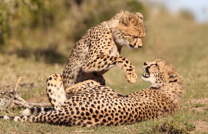 Ways you can help cheetahs_ Sustainable tourism and donation initiatives
