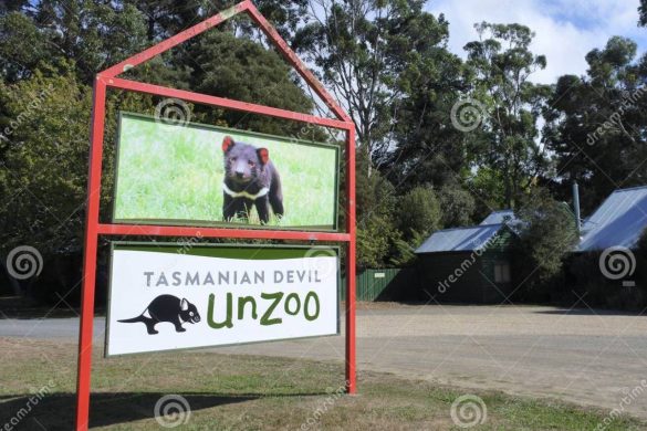 comida del sudeste visita guiada privada con el demonio de tasmania unzoo